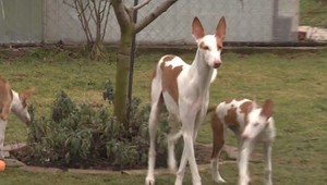 Chovatelia verzus množitelia psov. Rozdiel je najmä  v podmienkach, kde psy žijú