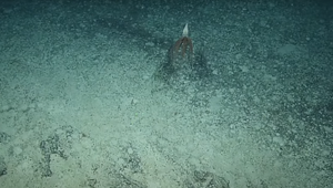 Vedcom sa v hlbinách mora podarilo nafilmovať tvora, akého ľudské oko vidí len zriedka