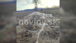 FOTO: Mimoriadne dielo pavúkov. Utkali takmer kilometrovú pavučinu