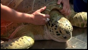 Diera od motorového člna je preč, korytnačka André je zachránená