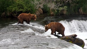 Medveď na potulkách, prechádza sa Prešovom a okolím