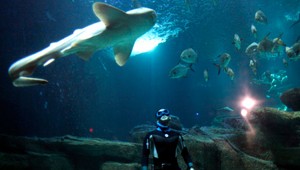 Nezabudnuteľná noc so žralkomi v nádrži, víťazov oddelí len sklo