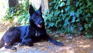 Stratil sa čierny vlčiak Krpec. Odmena istá!