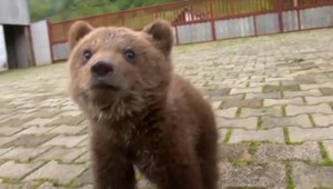 VIDEO: Rodina si adoptovala medvieďa. Zachránila ho pred najhorším