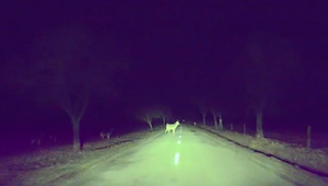 Začína sa obdobie srnčej ruje. Na tieto veci si za volantom dávajte pozor