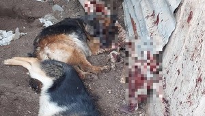 Svojho psa ubil na smrť sekerou. Muža obvinila enviropolícia