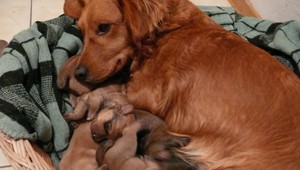 Stratila sa Nelka, kríženec jazvečíka! Za nájdenie odmena