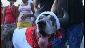Karneval v Riu - aj psi sa vedia zabávať!