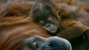 Šťastná novina zo ZOO: Narodilo sa mláďa orangutana sumatrianskeho