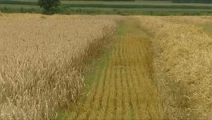 Poľsko zakázalo dovoz obilia z Ukrajiny