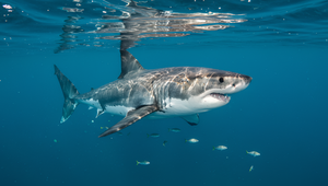 Situácia so žralokmi v Egypte je kritická. Krajina sprísňuje opatrenia