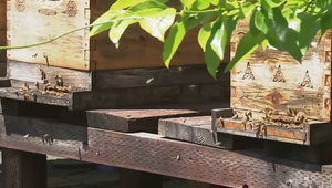 Nezvyčajná krádež, nad ktorou policajti krútia hlavami. Zlodeji ukradli úľ so včelami