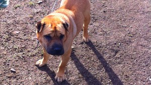 Hľadá sa psík Teo. Stratil sa v okolí Bajerova