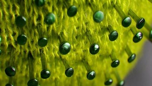 Hlavný hygienik Mikas o novom kmeni koronavírusu: Táto mutácia môže byť už teoreticky aj na Slovensku