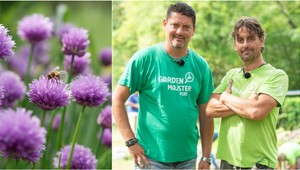 Pažítka už v záhradách rozkvitla: Treba kvety ostrihať alebo ich môžeme nechať tak?