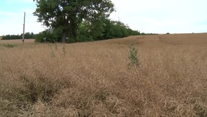 Ďalší medveď v lokalite, kde ho nikdy nepozorovali. Videli ho v okolí mesta Vráble