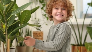 Ako vyberať izbové rastliny? Tieto sú vhodné aj pri malých deťoch a zvieratách