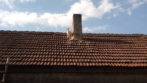 FOTO: Vidíte to aj vy? Ako hasiči zachránili kozičku zo strechy