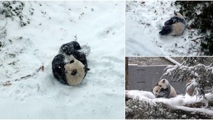 Rozkošná panda si takto užíva prvý sneh