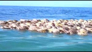 VIDEO: Stovky vzácnych morských korytnačiek našli mŕtve