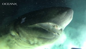 Na dne oceánu našli žraloka väčšieho ako ich ponorka