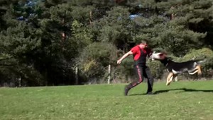 Vicemajster sveta z Prešova. Pes Bono sa presadil vo veľkej konkurencii