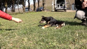 Niekto šteniatku ublížil a poškodil miechu, následky sú nezvratné