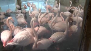 Najdlhšie žijúce zviera pražskej ZOO zomrelo