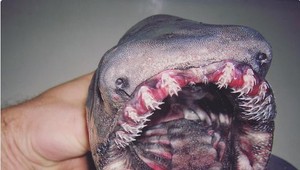 Vedcom sa podaril šokujúci objav. Verili by ste, že táto bytosť má 80 miliónov rokov?