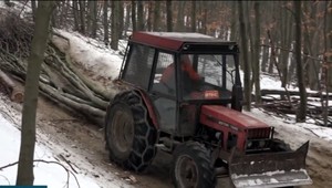Masívna ťažba stromov v okolí Bratislavy. Starostovia sú proti