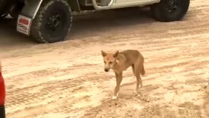 Otec zachránil svojho 14-mesačného syna: Pes dingo ho uprostred noci odvliekol