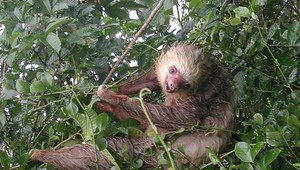Smrtiaci vírus prenikol do Európy. Spôsobuje šialenú bolesť, napáda aj mozog