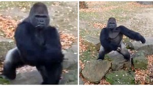 Gorila zastrašila návštevníkov zoo, hodila po nich kameň