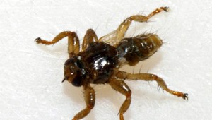 Na Slovensku sa rozšíril hmyz, ktorý straší ľudí podobnosťou na kliešťa