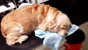 Na sídlisku bola voľne pohodená otrava. Žene pripravila o život  milovaného psa