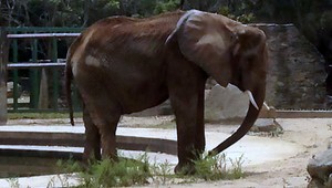 Slona nechávajú vyhladovať na smrť, ZOO nemá peniaze na krmivo