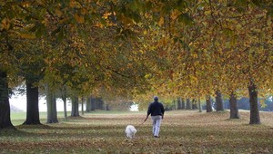 Parlament rokuje o zákaze uväzovania psov na reťaz či vôdzku. Psíčkari v tom ale vidia problém kvôli venčeniu