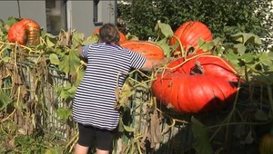 Skutočne veľký symbol jesene. Aký osud čaká gigantické tekvice?