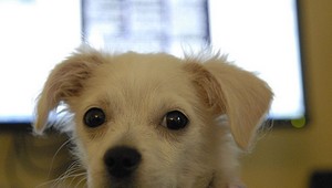 Psi neznesú nespravodlivosť, tvrdia vedci