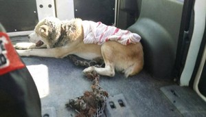 Ženu obvinili z týrania psa. Astor mal reťaz vrastenú do krku