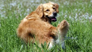 Veterinári od Nitry hovoria o zázraku, pes si sám zastavil krvácanie