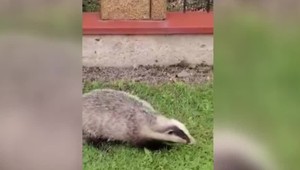 Výskyt besnoty u jazveca postavil do pozoru chovateľov. Veterinári nariadili povinné očkovanie zvierat