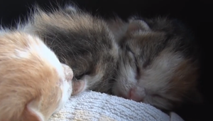 Počas prechádzky našla v krabici vyhodené mačiatka. Páchateľovi hrozí trest za týranie zvieraťa