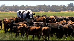 Vola Knickersa pred bitúnkom zachránil vzrast. Má výšku takmer dva metre