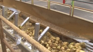 Cukru bude dostatok. Výrobcov ale trápia iné veci