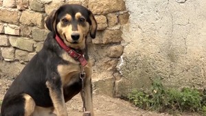 Od 1. novembra musia byť psy začipované. Čo čaká na majiteľov, ak tak neurobia?