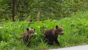 Bojnická zoo buduje priestor pre odchytené medvede