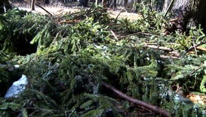 Polícia pátra po zlodejovi. Ukradol kus lesa