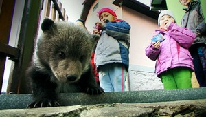 Zatúlaný medvedík spadol do potoka, takto to dopadlo
