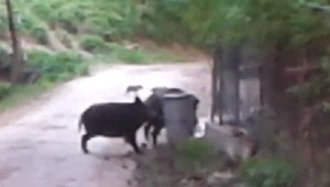 VIDEO: Dedinčania žijú v strachu, po uliciach opäť behajú diviaky